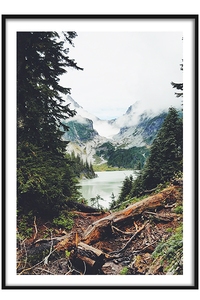 Постер В дремучем лесу