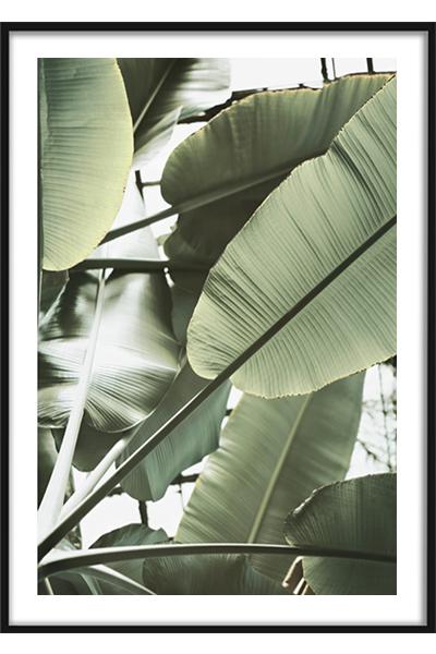 Постер Листья банана