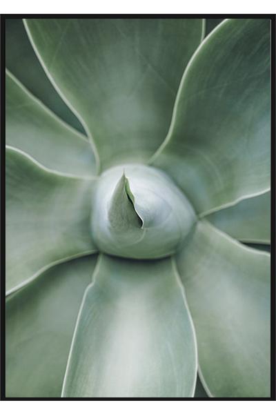 Постер Зеленая Агава