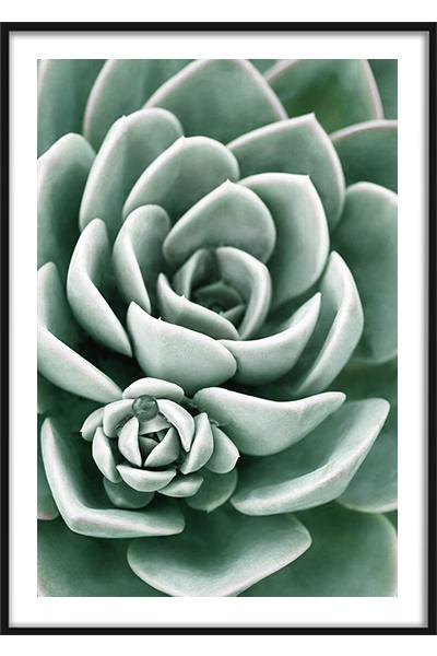 Постер Зеленый суккулент