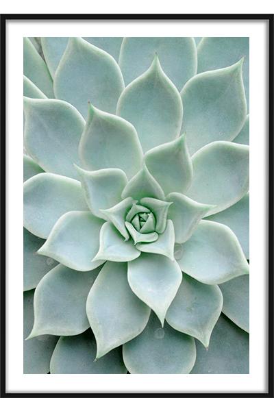 Постер Зеленый суккулент #2