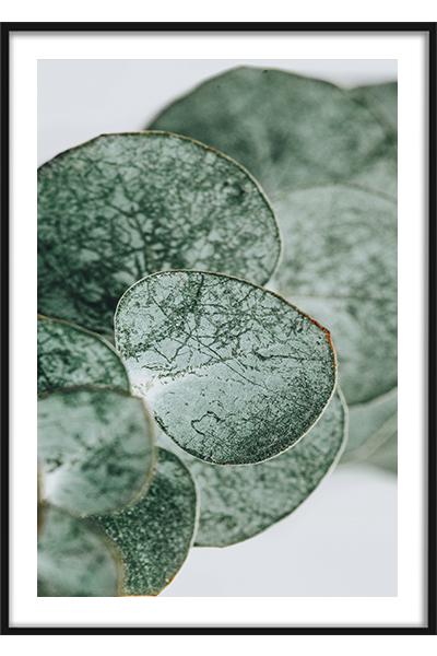 Постер Эвкалипт