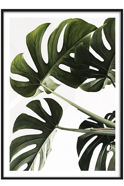 Постер Листья монстеры