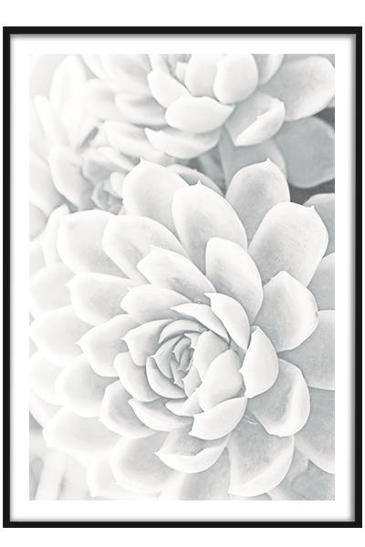 Постер Белый суккулент