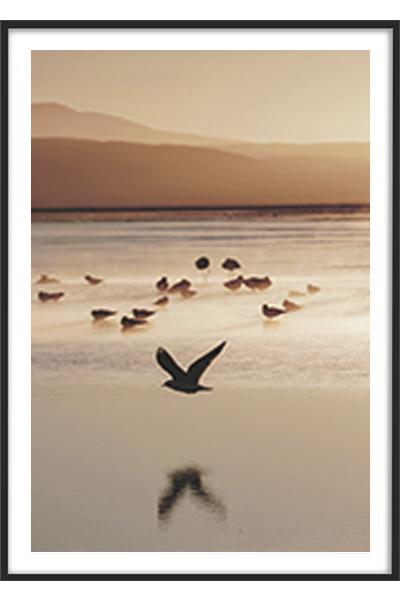 Постер ПТИЦА НАД ВОДОЙ