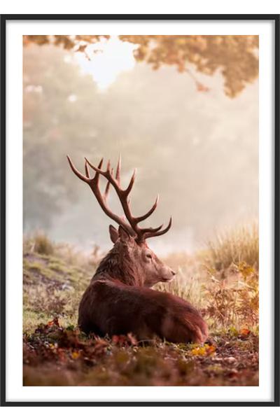 Постер ОЛЕНЬ В ОСЕННЕМ ЛЕСУ