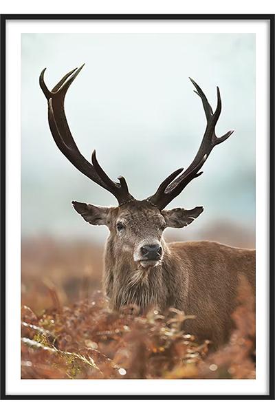 Постер ЛЕСНОЙ ОЛЕНЬ