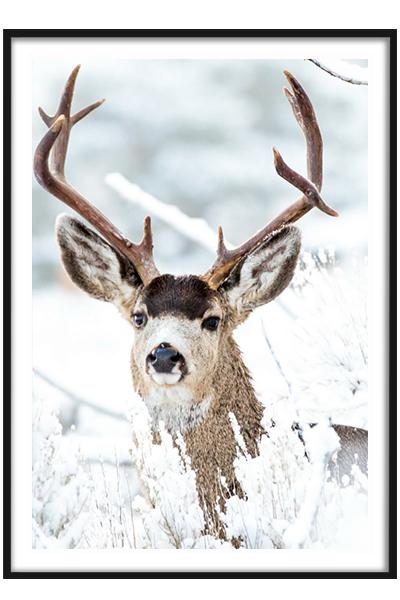 Постер ОЛЕНЬ В СНЕЖНОМ ПОЛЕ