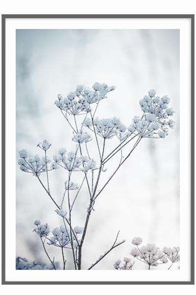 Постер ЗАСНЕЖЕННЫЕ ЗОНТИКИ