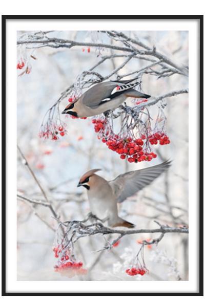 Постер ПТИЧКИ НА ЗИМНЕЙ РЯБИНЕ