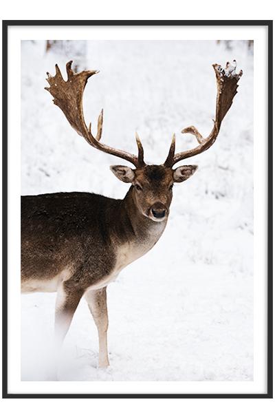 Постер ОЛЕНЬ В СНЕГАХ