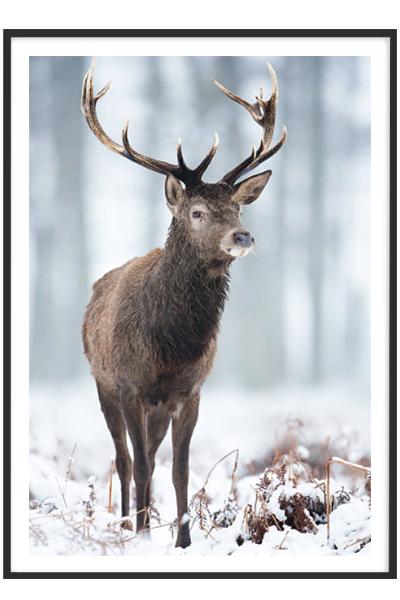 Постер  Олень в снегу