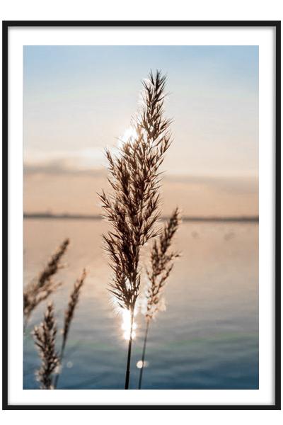 Постер  ТРАВИНКА НА ЗАКАТЕ