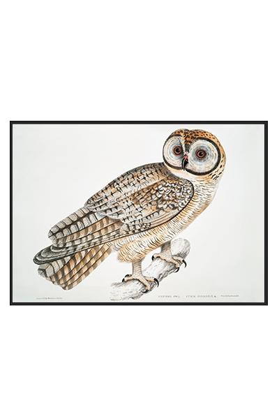 Постер СОВА