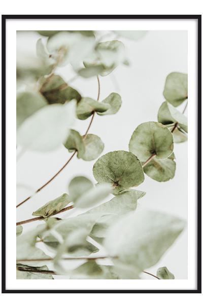 Постер ВЕТКА ЭВКАЛИПТА