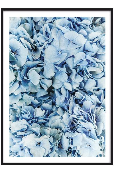 Постер ЛЕПЕСТКИ ГОРТЕЗИИ