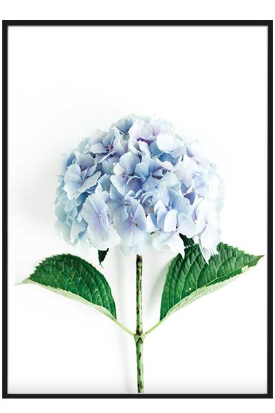 Постер ГОЛУБАЯ ГОРТЕНЗИЯ