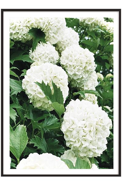 Постер  БЕЛАЯ ГОРТЕНЗИЯ