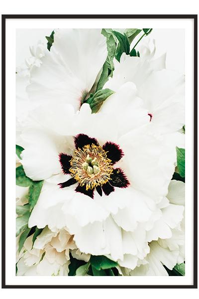 Постер  БЕЛЫЙ ЦВЕТОК