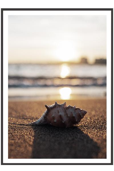 Постер РАКУШКА