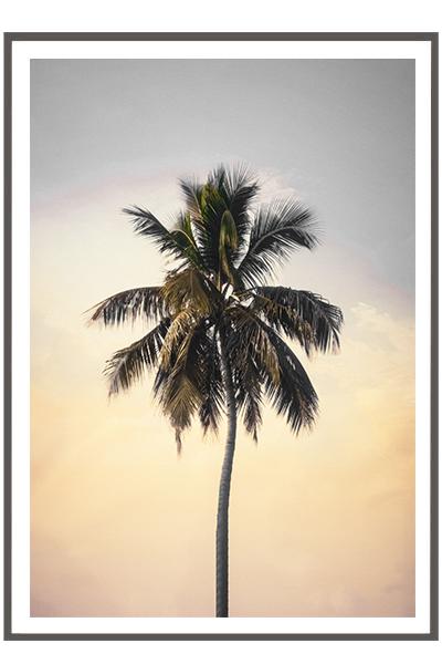 Постер  ПАЛЬМА