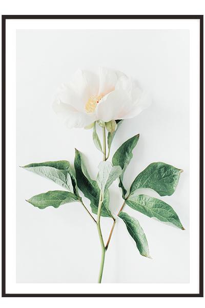 Постер  БЕЛЫЙ ПИОН