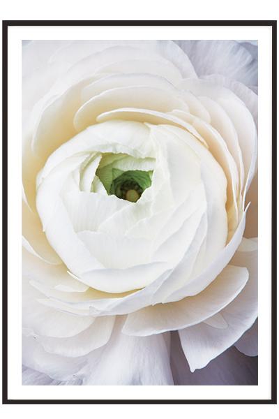 Постер  БЕЛЫЙ РАНУНКУЛЮС