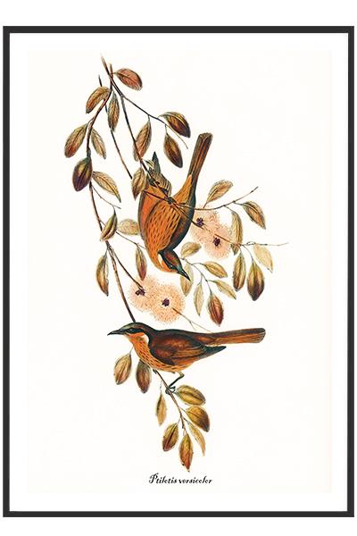 Постер Птицы на ветке