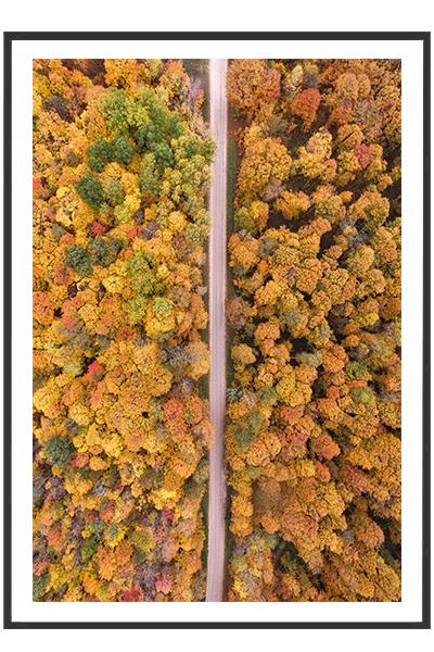 Постер Дорога через осенний лес