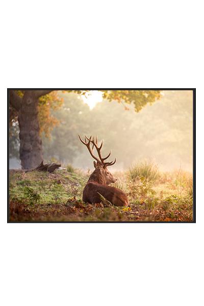 Постер ОЛЕНЬ В ЛЕСУ