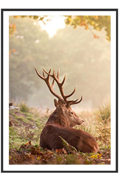 Постер ОЛЕНЬ В ЛЕСУ #2