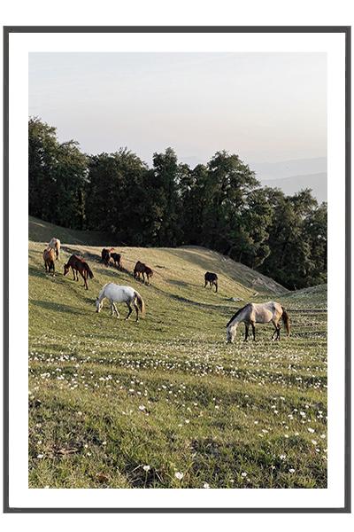 Постер ЛОШАДИ В ПОЛЕ