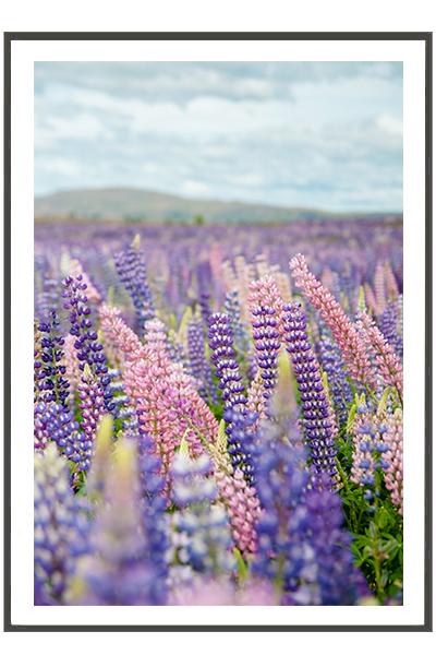 Постер ЛЮПИНЫ