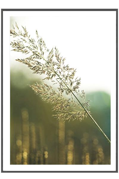 Постер   ТРАВИНКА