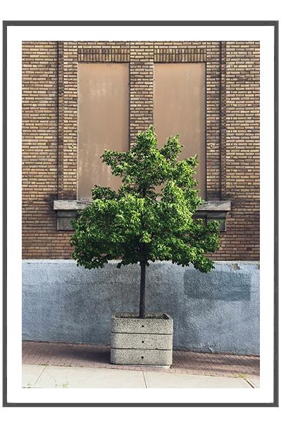 Постер  ДЕРЕВО В КАДКЕ