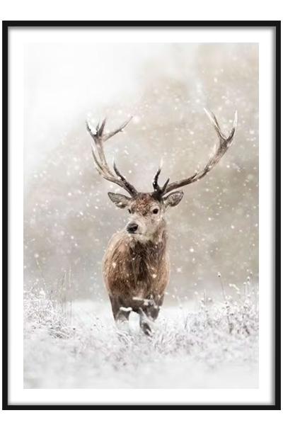 Постер  ДИКИЙ ОЛЕНЬ