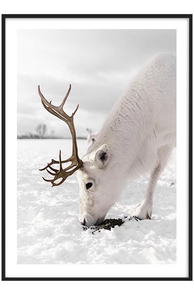 Постер  БЕЛЫЙ ОЛЕНЬ