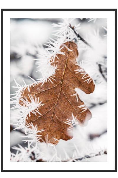 Постер  ЗАМЕРЗШИЙ ЛИСТОК