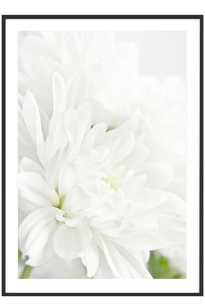Постер  БЕЛЫЕ ХРИЗАНТЕМЫ