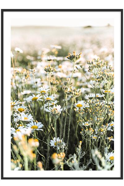 Постер РОМАШКИ В ПОЛЕ