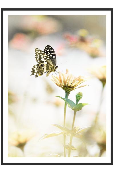 Постер БАБОЧКА НА ЦВЕТКЕ