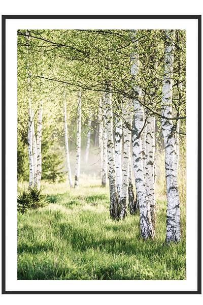 Постер БЕРЕЗОВЫЙ ЛЕС