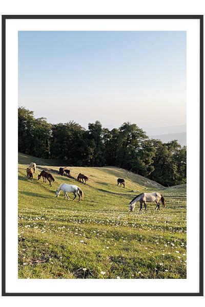 Постер Лошади в поле