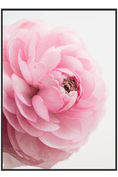 Постер РОЗОВЫЙ РАНУНКУЛЮС