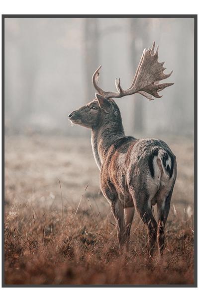 Постер ОЛЕНЬ