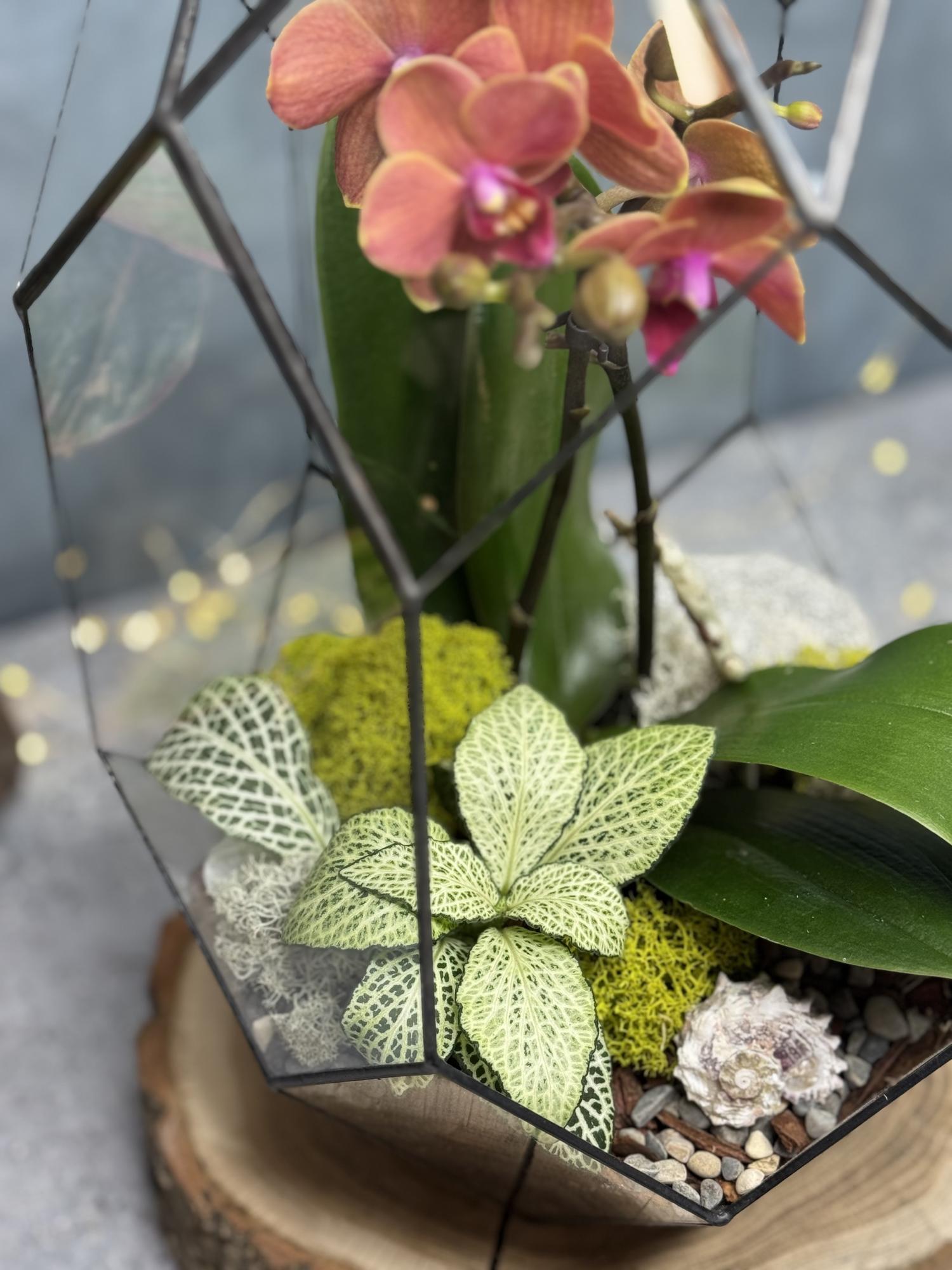 Орхидариум Галактика Андромеды