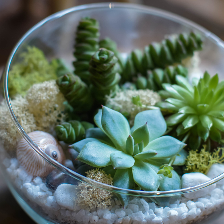 Полусфера с суккулентами S, M, L