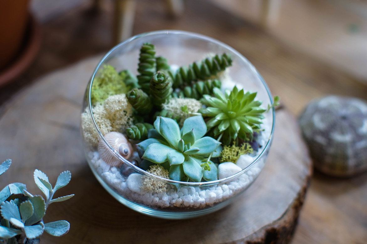 Полусфера с суккулентами S, M, L