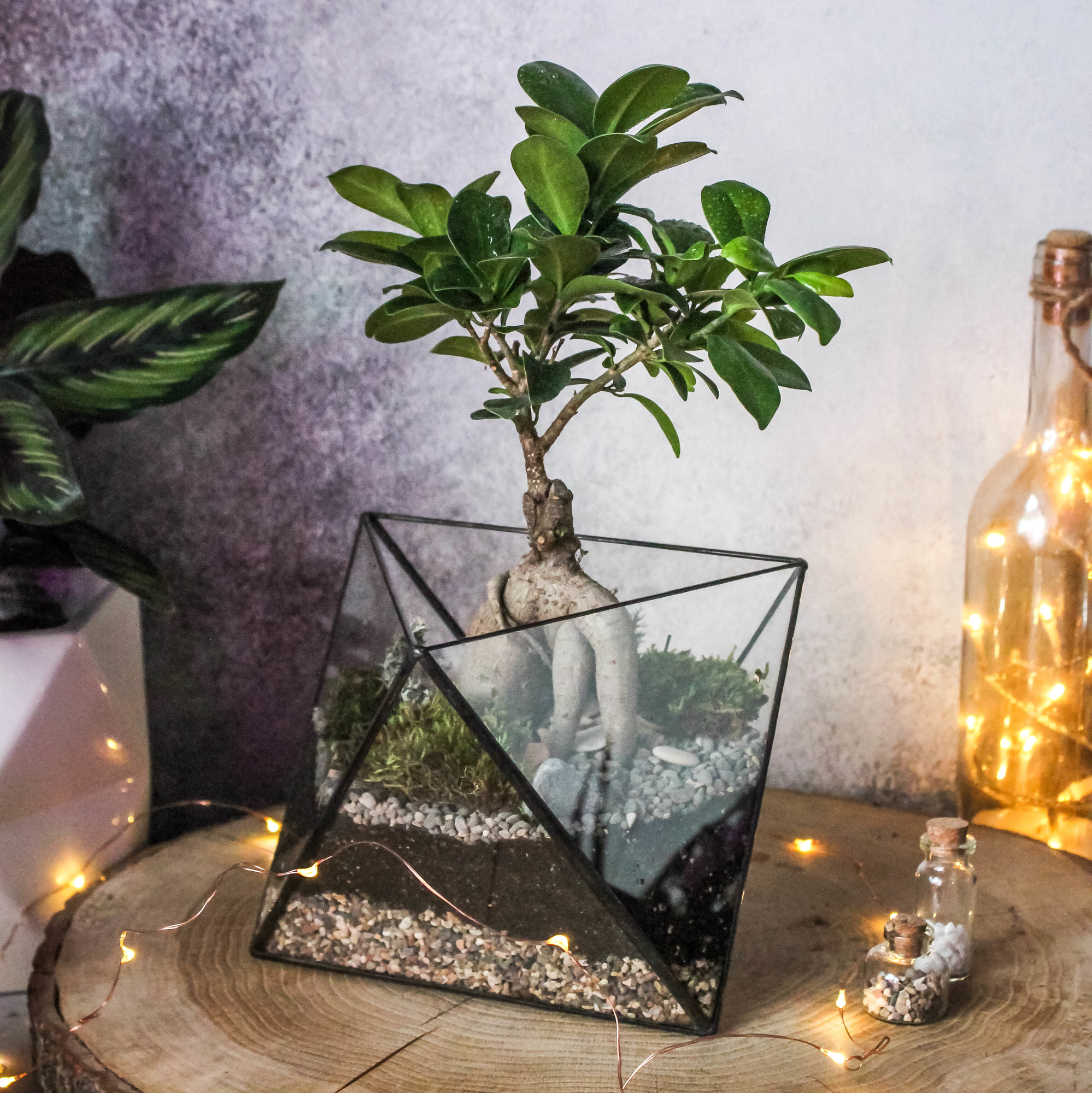 Бонсай в Октаэдре