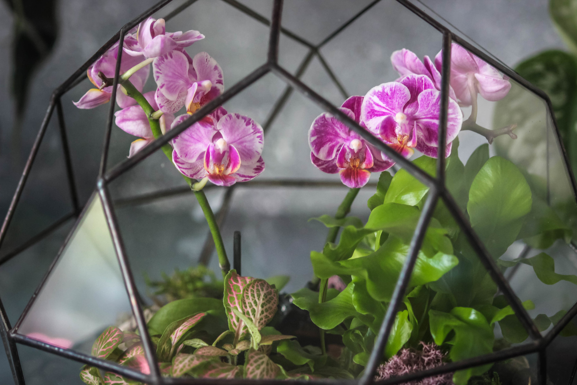 Флорариум Комета с орхидеей